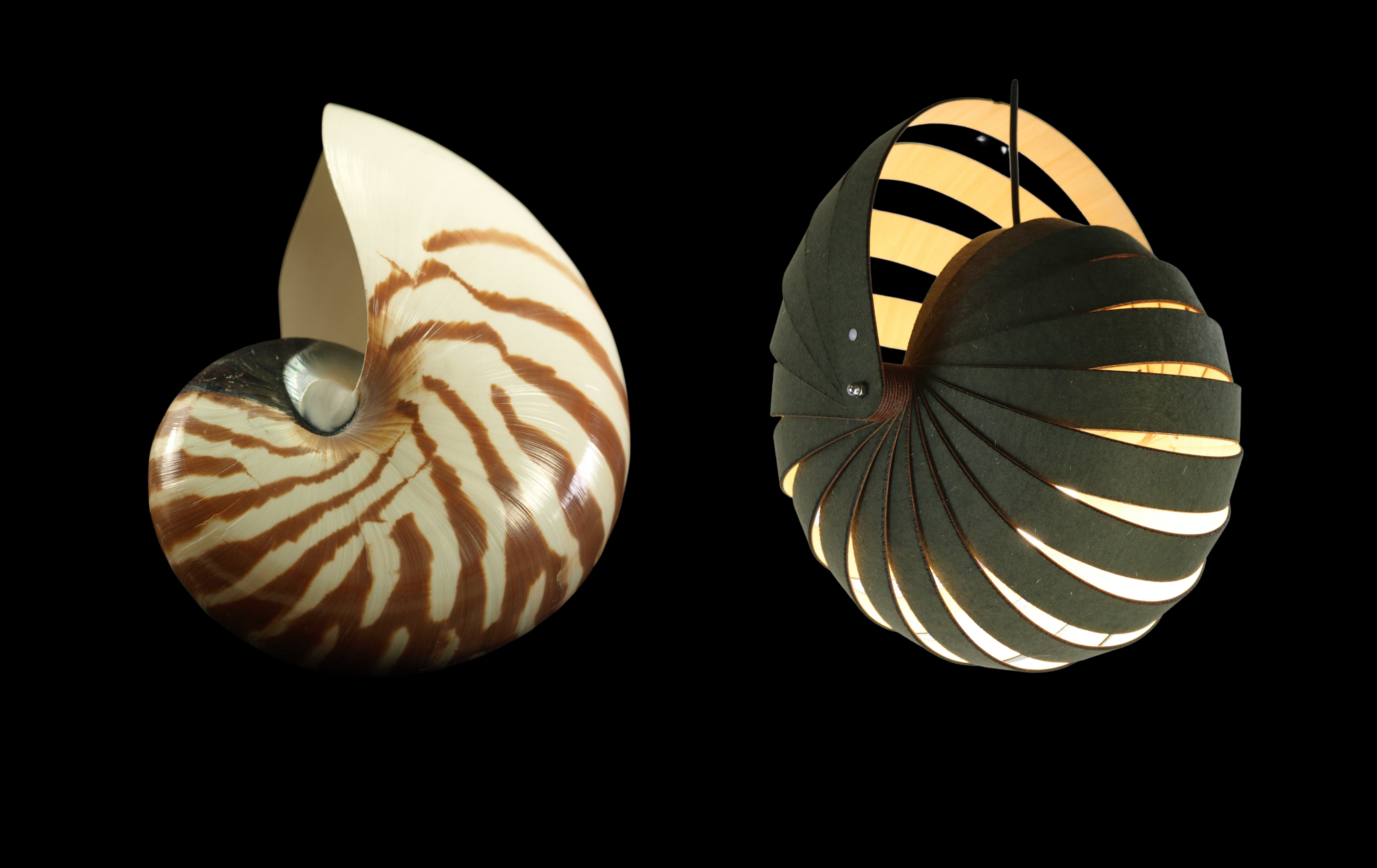 Nautilus Shell and Acoustic Nautilus Light