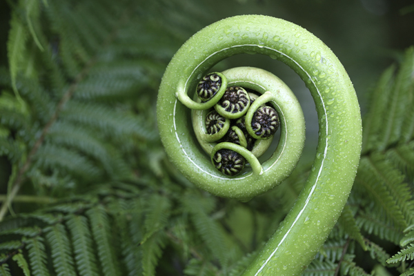 Koru - Fractals